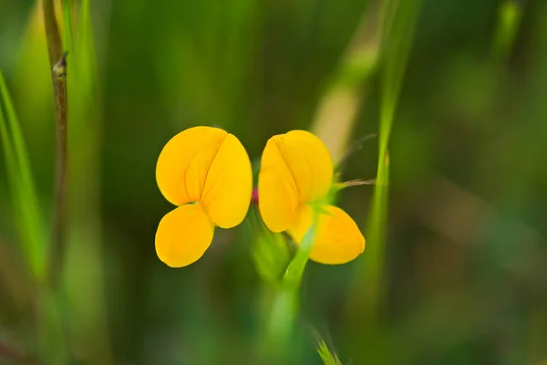 Dva Lotos corniculatus kvete uprostřed lesa v NW Španělsku — Stock fotografie