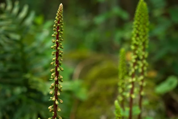 Umbilicus rupestris, navelwort growing in a forest — Stockfoto