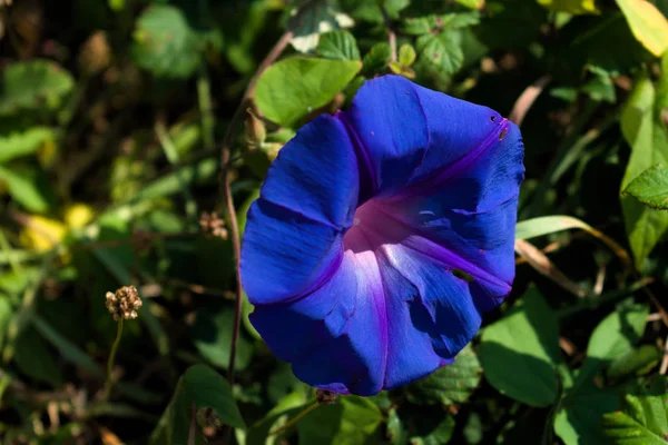 Ipomoea purpurea blue flower side-view, surrounded by vegetation — Stock Photo, Image