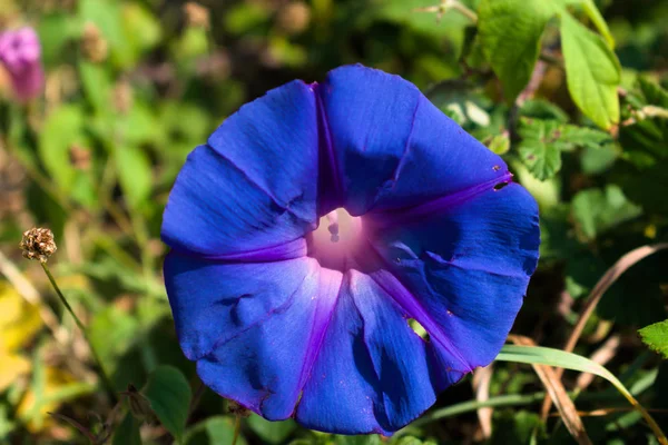 Ipomoea purpurea blue flower close-up, front view. Green vegetation background — Stock Photo, Image