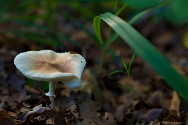 White mushroom in the forest, with a mosquito on it, and a ring on its stem — Stock Photo, Image