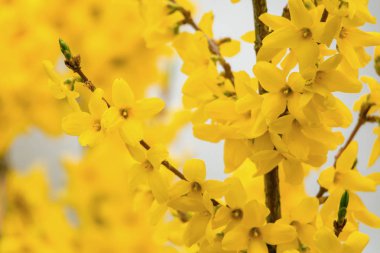 Tam Bloom sarı çiçeklerle gösterilen bir hor çiçeği çalı.