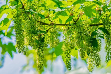Close-up bir çınar akça ağaç (Acer pseudoplatanus Şubesi).