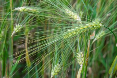 Ortak buğday, ekmeklik buğday olarak da bilinir (Triticum aestivum).