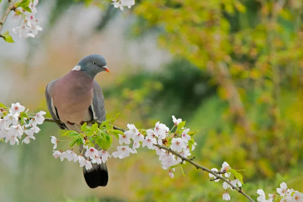 A common wood pigeon on the branch of a tree with blooming flowers (Columba palumbus).
