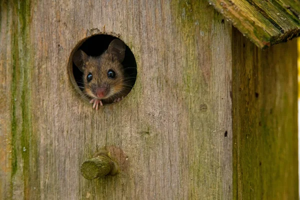 Мышь Прячется Птичнике Мус Мускул — стоковое фото