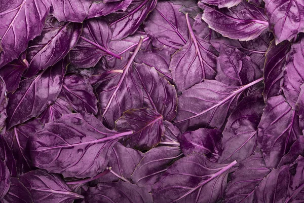 Background of lying purple basil leaves. Background of purple leaves. Purple creative background.