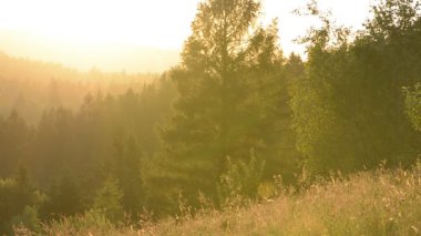 Manzara, çayırdaki bir dağ ormanında gün batımı. Gün batımı arka ışıkile aydınlatılmış rengarenk çim ile ağaçlar ve çayır. Midges, sivrisinek çeşitli sinek.