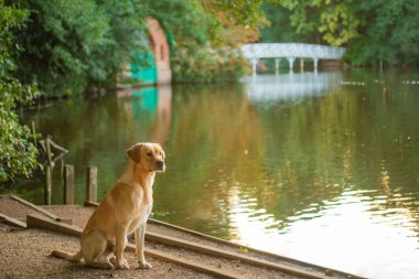 Golden retriever dog overlooking lake clipart