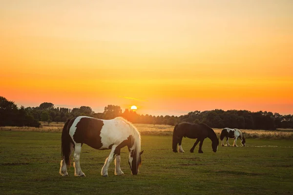 日落时分马在公共土地上放牧 — 图库照片