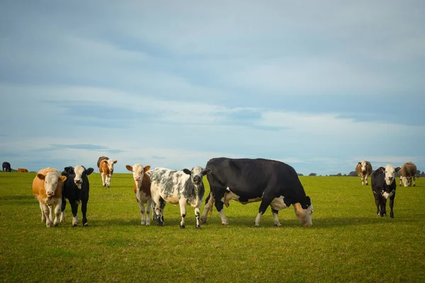 Krowy Pasące Się Zielonych Pól Lecie — Zdjęcie stockowe