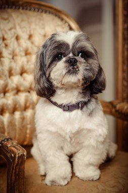 Şirin Shih Tzu soylu köpeği altın koltukta oturmuş izleyiciye bakıyor.