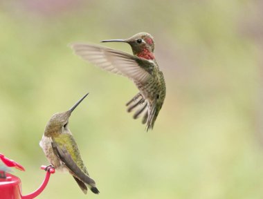 Eylem iki sinek kuşlarının