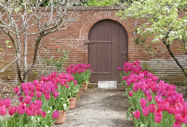 Pinkfarbene Tulpen Führen Einer Gartentür — Stockfoto