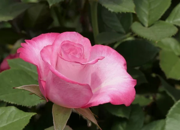Vacker Romantisk Rosa Ros — Stockfoto
