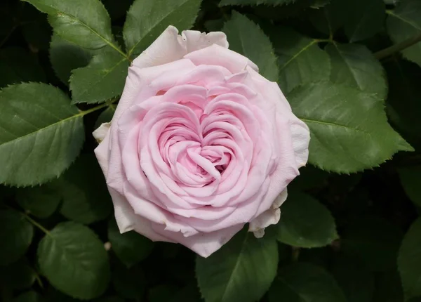 Beautiful Romantic Heart Shaped Pink Rose — Stock Photo, Image