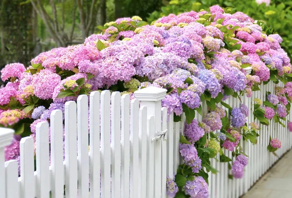 Hermoso Arbusto Hortensias Rosa Púrpura Fotos de stock