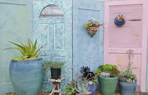 Pembe ve mavi kapı ile succulents ve tesisleri