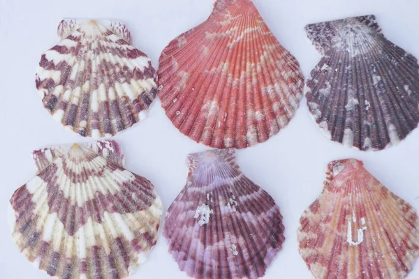 五颜六色的海贝壳排成一行 — 图库照片