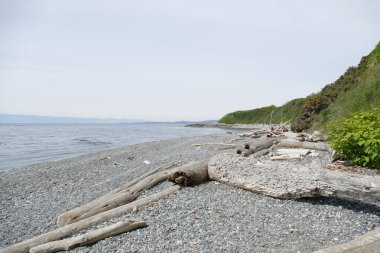 Ağaç günlükleri ile kayalık plaj