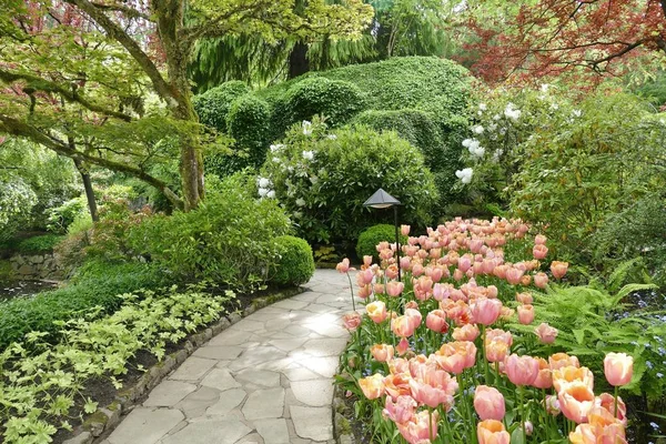 ピンクのチューリップと美しい庭の経路 — ストック写真