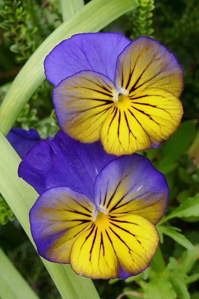 Lila Och Gul Pansy Blommor — Stockfoto