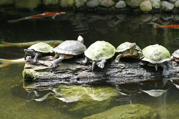 Een Groep Van Schildpadden Een Logboek — Stockfoto