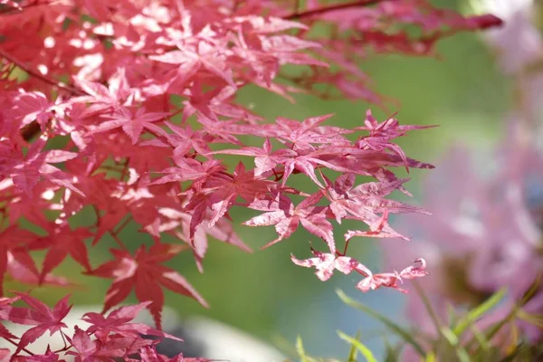 Close Van Rode Herfst Bladeren — Stockfoto