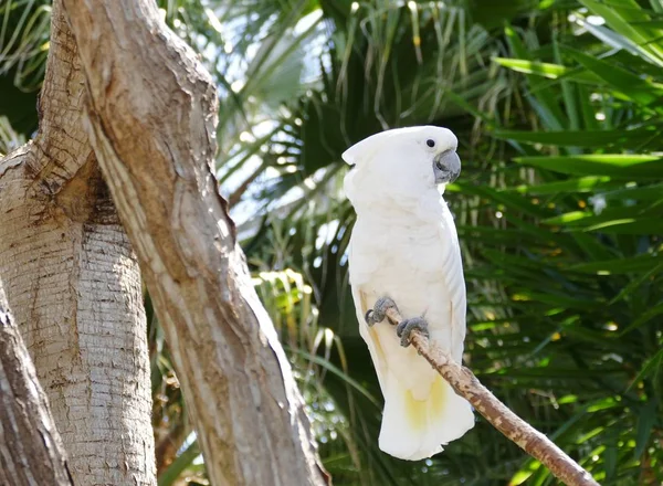White Parrot Tree Branch — Stock Photo, Image