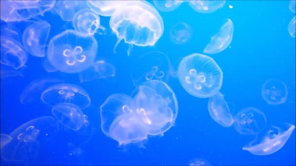 Swarms Jellyfish Swimming — Stock Video