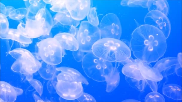 Jellyfish Pływacki Grupie — Wideo stockowe