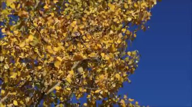 Aspen üzerinde esen rüzgar renk yaprakları düşmek