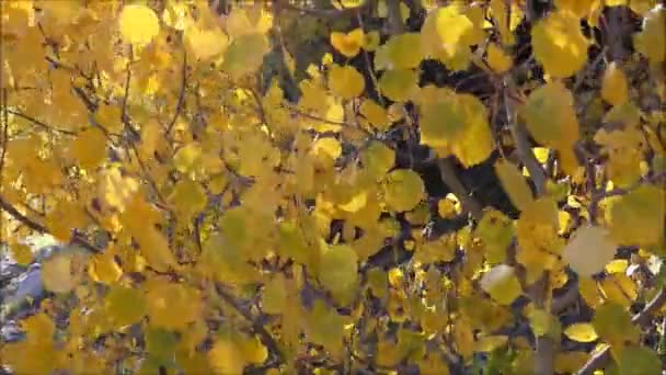 Aspen Üzerinde Esen Rüzgar Renk Yaprakları Düşmek — Stok video