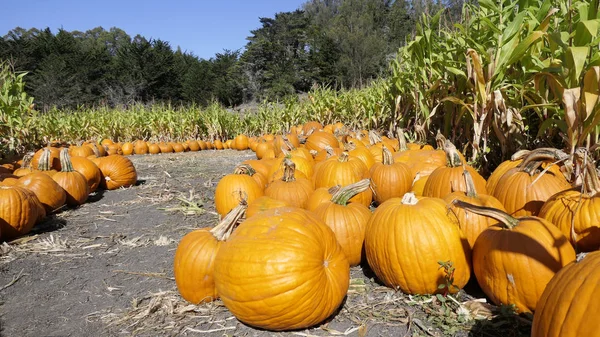 Kabaklar bir Mısır alandaki satırları