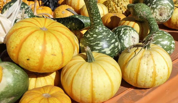 Kürbisse Und Grüner Kürbis — Stockfoto