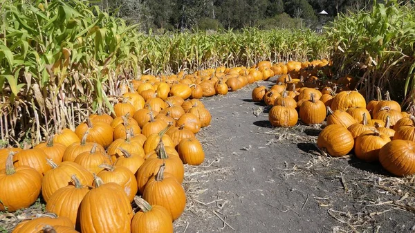 Turuncu kabak ve Mısır yama