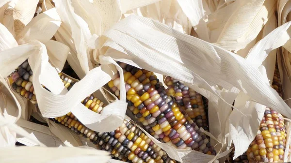 Çok renkli kurutulmuş Mısır