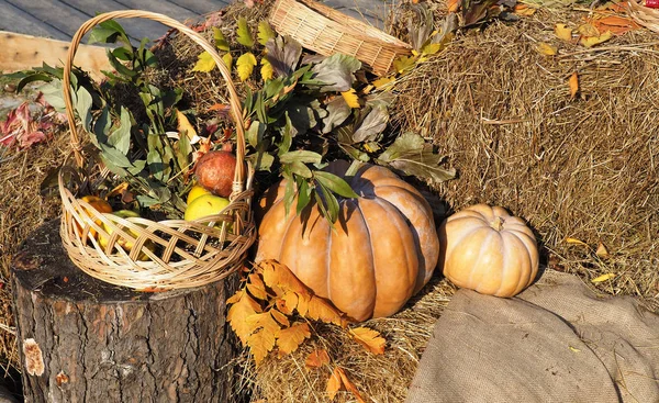 Thanksgiving harvest festival concept. Autumn orange pumpkins on straw with leaves.