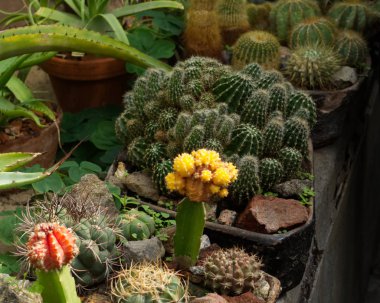 Kaktüs bitkileri yan görünüm fotoğraf. Kaya duvarında çiçek açan kaktüs. Botanik bahçesinde kaktüs grubu.