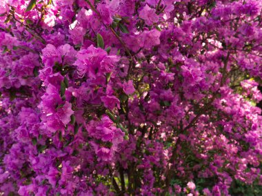 Rhododendron pembe çiçek taze çiçeklenme. Bulanık arka plan ile Pembe Rhododendron çiçek . Rhododendron çiçek deseni.