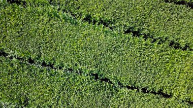Uçuş çay plantasyon içinde. Krasnodar, Sochi, Rusya Federasyonu  