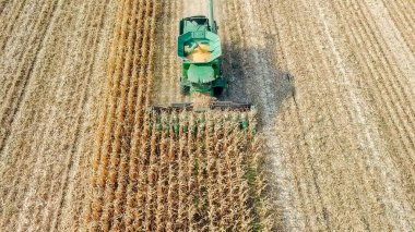 Rusya, Krasnodar - 30 Ağustos 2017: mısır hasat. Hasat alanından Mısır toplamak. Rusya