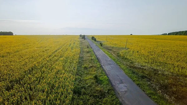 Vuelo Sobre Carretera Que Pasa Por Los Campos Girasoles Rusia — Foto de Stock