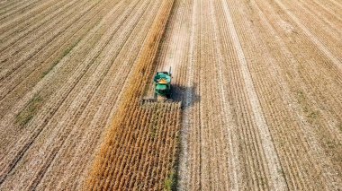 Rusya, Krasnodar - 30 Ağustos 2017: mısır hasat. Hasat alanından Mısır toplamak. Rusya  