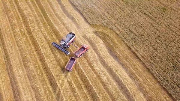 Rusia Región Penza Distrito Moksha Agosto 2017 Combine Cosecha Trigo — Foto de Stock