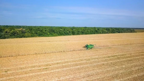 Rusia Krasnodar Agosto 2017 Cosecha Maíz Cosechadora Recoger Maíz Del — Foto de Stock