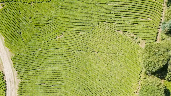 Let Nad Čajové Plantáže Krasnodar Soči Rusko — Stock fotografie