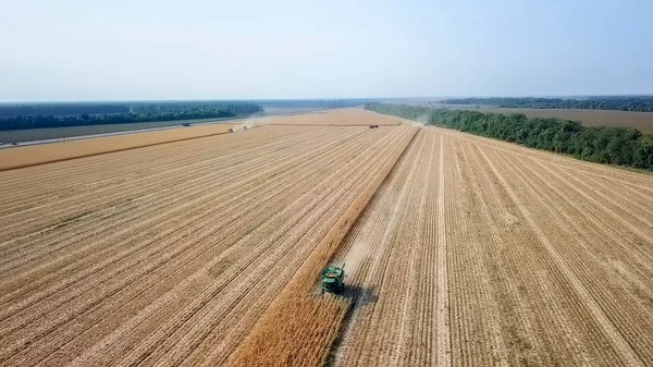 러시아 크라스노다르 2017 옥수수의 현장에서 옥수수를 합니다 러시아 — 스톡 사진