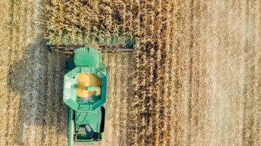 Rusya, Krasnodar - 30 Ağustos 2017: mısır hasat. Hasat alanından Mısır toplamak. Rusya  