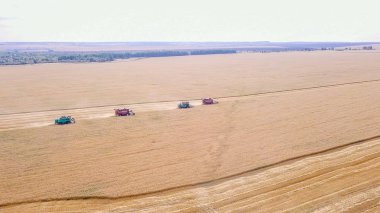 Hasat hasat buğday alanında birleştirmek  